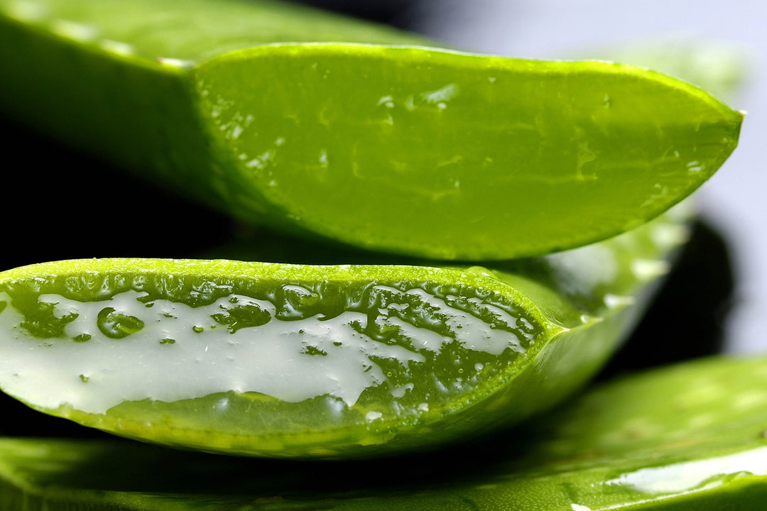 ALOE VERA ORGANIC FROM TRANSYLVANIA